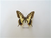 藏品(鳳蝶科)的圖片